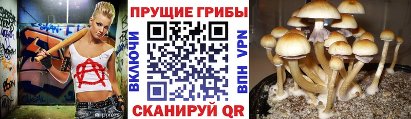 купить наркотики сайты  Стерлитамак  Псилоцибиновые грибы мицелий 